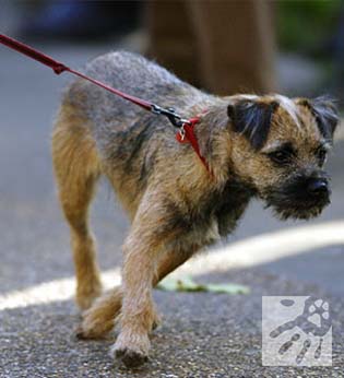 neželena vedenja pes-vlece-na-povodcu