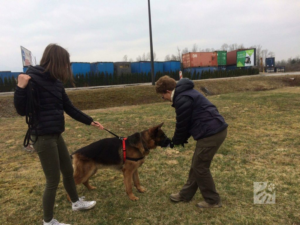 mantrailing in prevzgoja