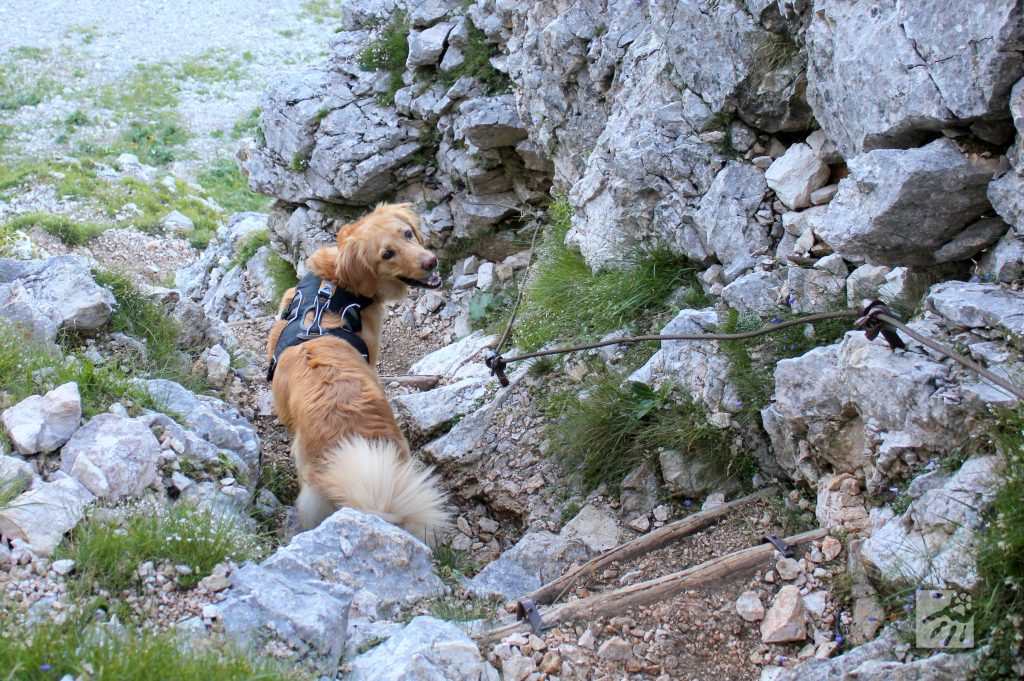 S psom v hribe-pot navzdol