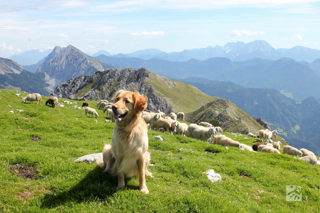 S psom v hribe-na čudovitem travniku