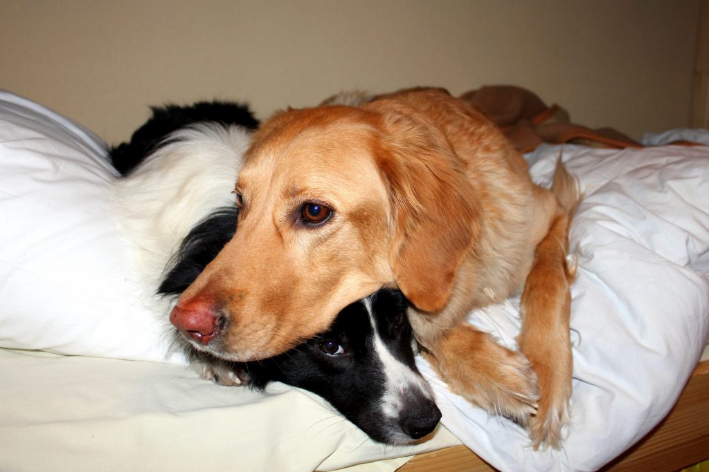 Psi in novoletno pokanje: Psa lahko imate tudi v postelji, če mu je lažje