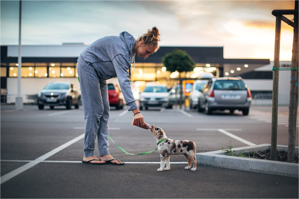 Nakup psa - pomembno delo prične že vzreditelj