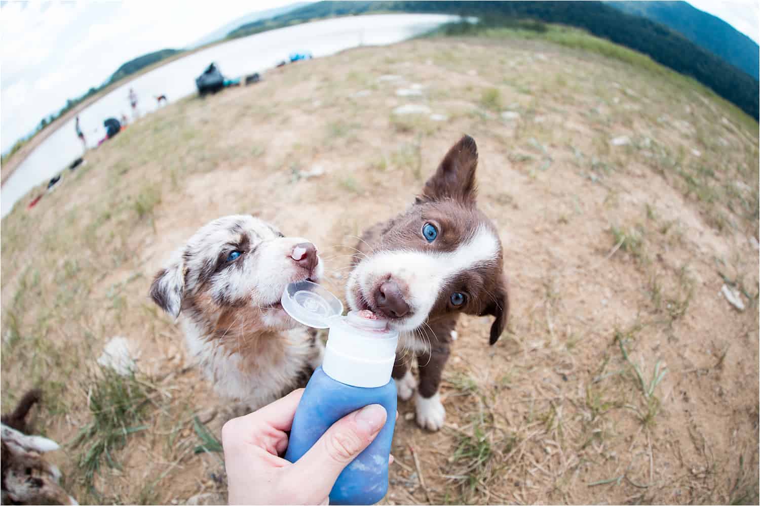 Hranjenje iz roke se prične že pri vzreditelju pred nakupom psa
