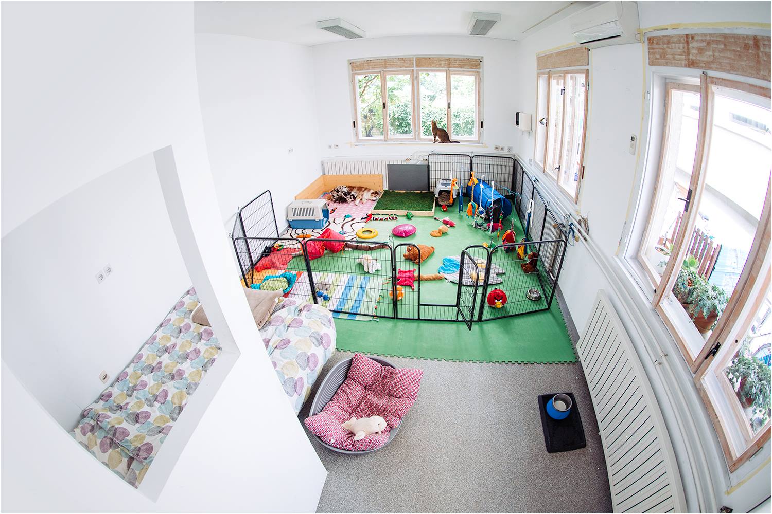 Nakup psa: kotilnica, ki je primerna za vzrejo
