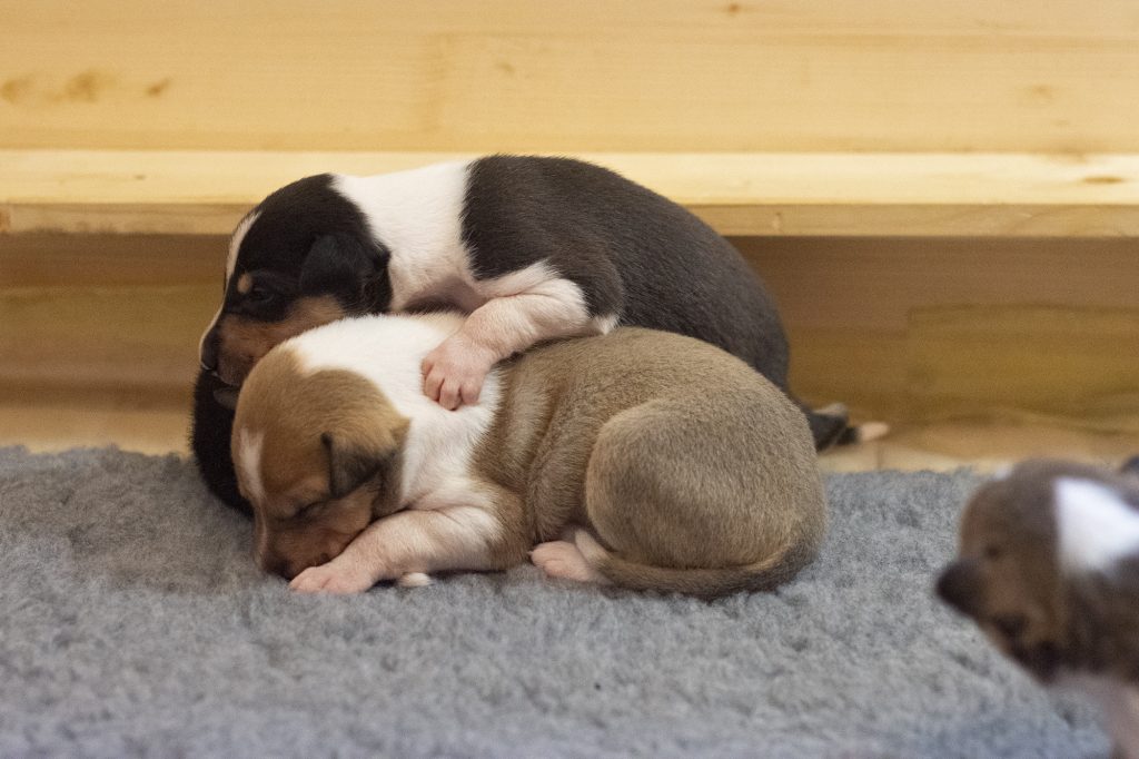 mladički kratkodlakega škotskega ovčarja