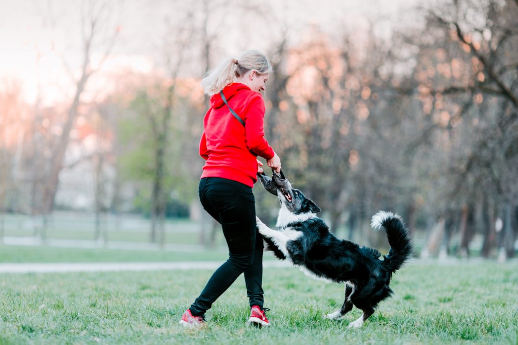 pes na sprehodu - zposlitve